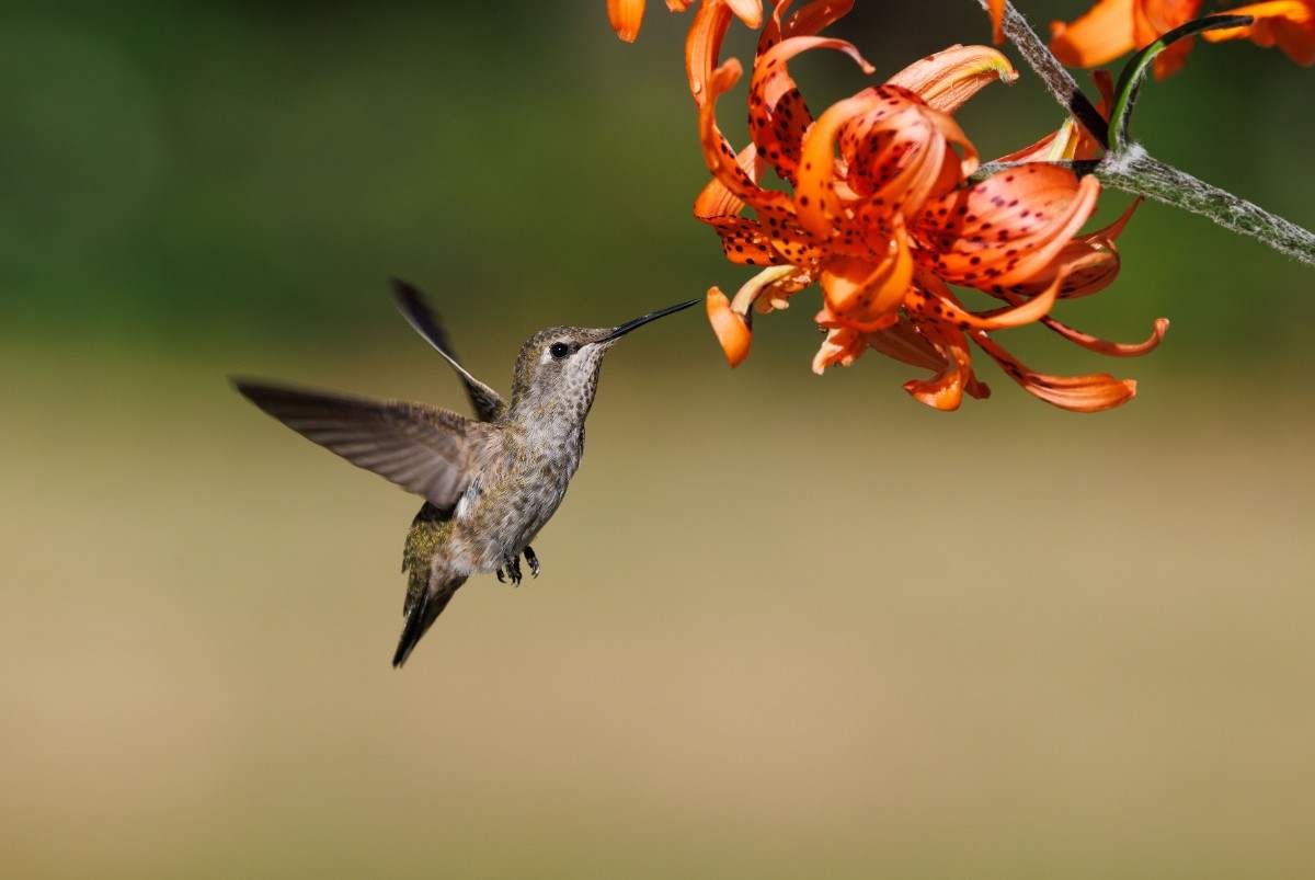 Nature General sample photograph 3
